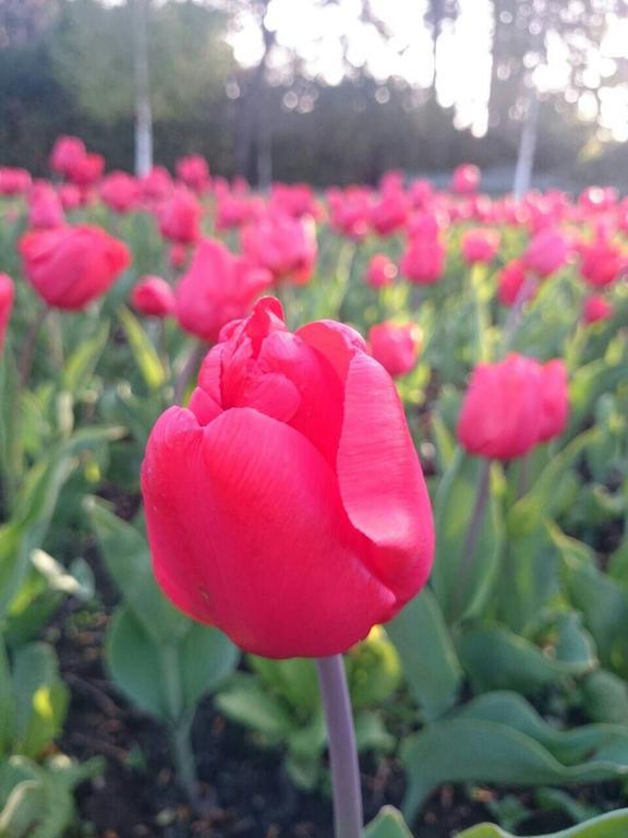 퀸즈 파크 모텔 인버카길 외부 사진