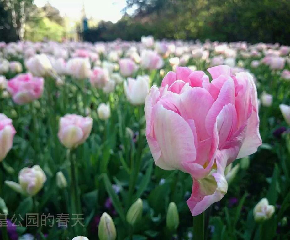 퀸즈 파크 모텔 인버카길 외부 사진